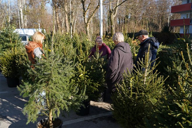 Caritas Varaždinske biskupije organizira humanitarnu podjelu božićnih drvaca